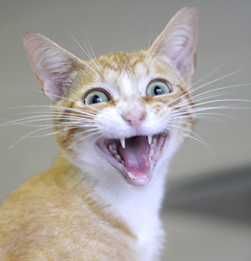 An orange tabby expresses his concerns at the Animal Adoption Center of Blount County.. Photo by Kristin Yarbrough