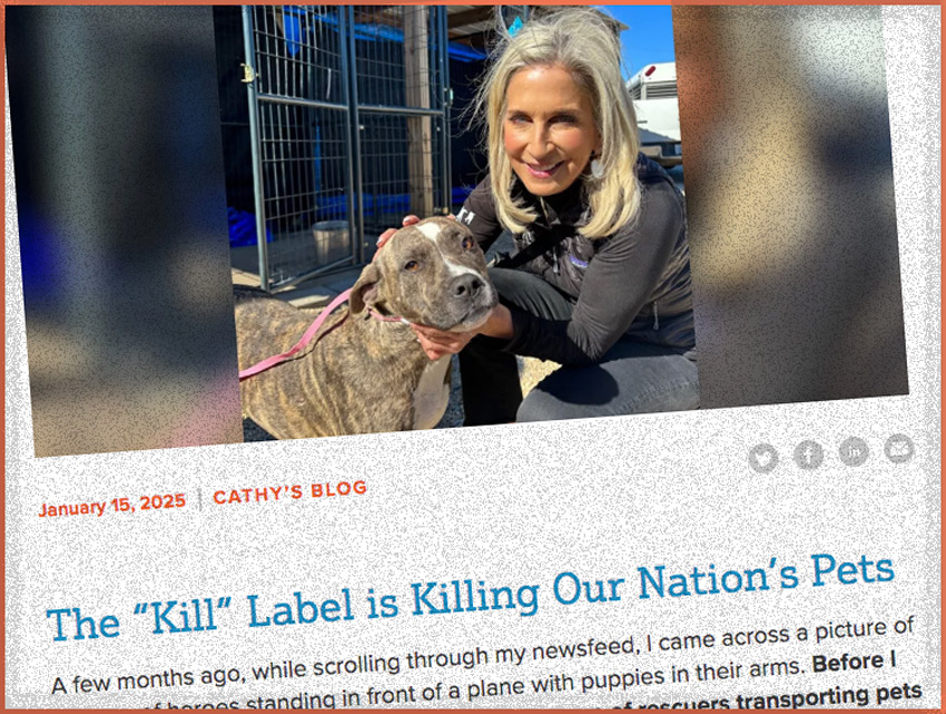 Screenshot from Cathy's Blog at the Bissell Pet Foundation.