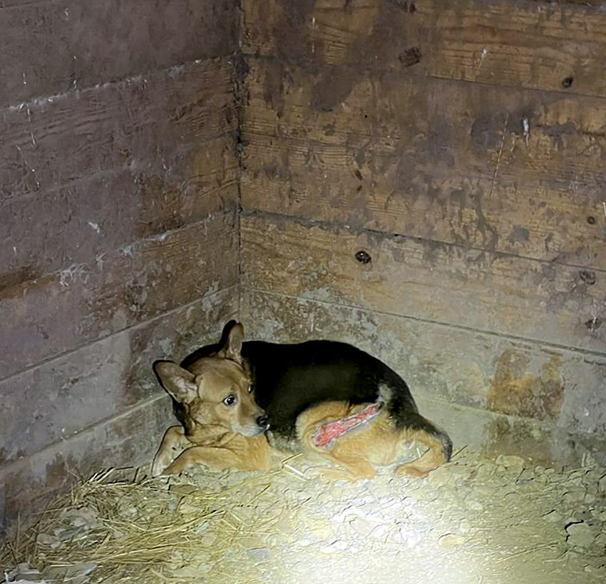 A dog with an open wound crouches in a corner during investigation of an animal hoarding situation in Blountsville. Photo courtesy of Blount County Sheriff’s Office.