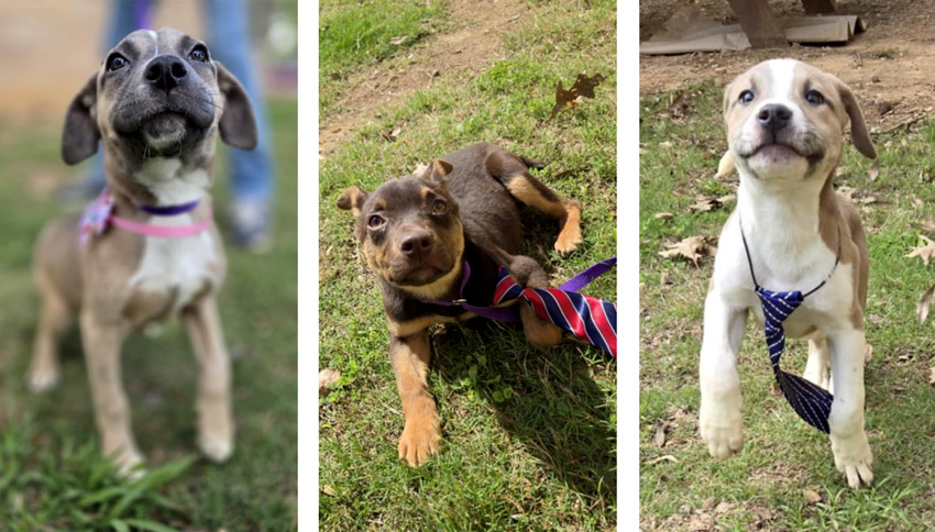 Cyndi with LeBron (left and right) and Tater (center). Photos courtesy of Cyndi Eaton.