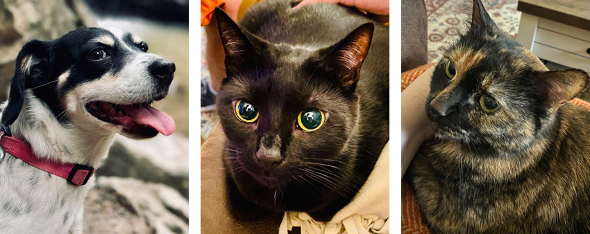 Chevy, Stella, and Aggie. Photos courtesy of Jessie White.