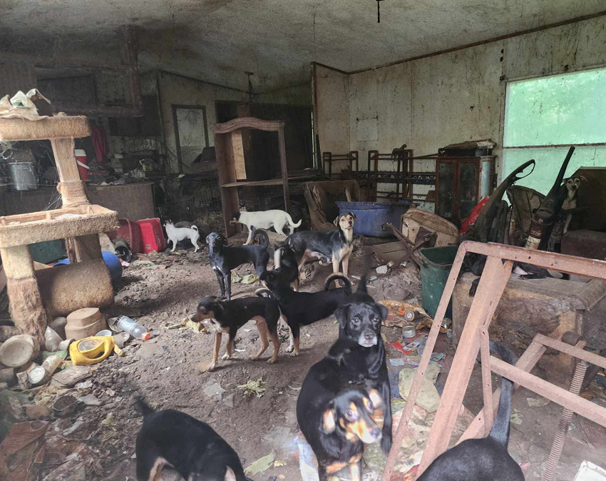 Troy Animal Rescue Project volunteers are working to collect and trap over 100 animals in a hoarding situation in rural Coffee County, Alabama. This photo was shared on the Troy Animal Rescue Project Facebook page.